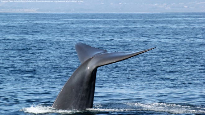 Whale Watching Bonanza.jpg